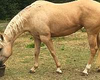 palomino-one-white-hind-horse