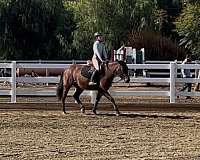 all-around-welsh-pony