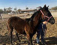 quarter-horse-filly