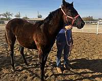 quarter-horse-for-sale