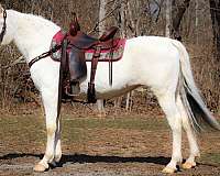 trail-class-competitio-kentucky-mountain-horse