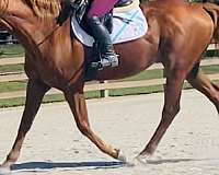 all-around-thoroughbred-horse