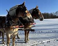 coggins-belgian-horse