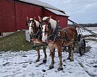 company-belgian-horse