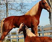 half-tennessee-walking-horse