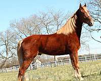 shenandoah-tennessee-walking-horse