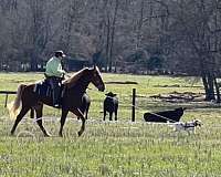 middle-tennessee-horse