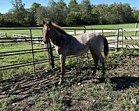 quarter-horse-for-sale