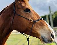 chestnut-pole-trail-horse