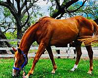 thoroughbred-horse-for-sale