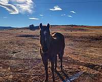 chestnut-apha-aqha-horse