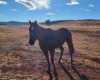 apha-aqha-quarter-horse