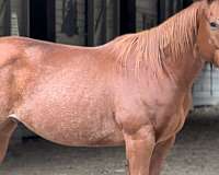 athletic-quarter-horse