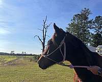 thoroughbred-horse-for-sale