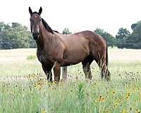 barrel-thoroughbred-horse