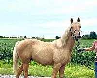 palomino-2-hind-white-socks-horse