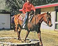 calf-roping-quarter-horse