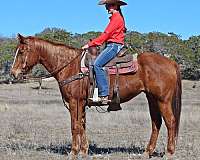 horsemanship-quarter-horse