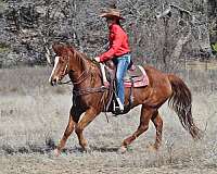 husband-safe-quarter-horse