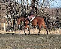 thoroughbred-horse-for-sale