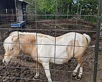 palomino-pinto-palomino-stallion