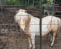 palomino-pinto-miniature-stallion