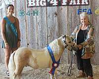 palomino-pinto-stallion