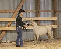 palomino-amhr-mare-foal