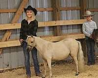 amhr-miniature-palomino-mare-foal