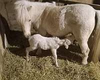 amhr-miniature-palomino-horse