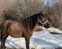 catch-rocky-mountain-horse