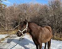 energetic-rocky-mountain-horse