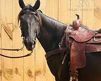 buck-rocky-mountain-horse