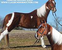 tarp-tennessee-walking-horse