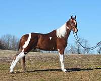 all-tennessee-walking-horse