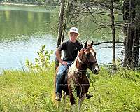 all-around-tennessee-walking-horse