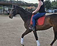 full-board-thoroughbred-horse