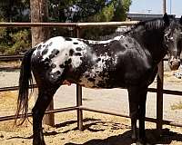 all-around-appaloosa-horse