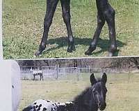 athletic-appaloosa-horse