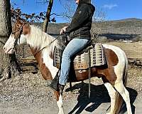 pilot-tennessee-walking-horse