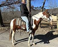 tobiano-horse