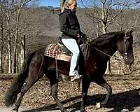 cash-for-keeps-tennessee-walking-horse