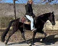 santana-tennessee-walking-horse