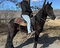 show-gelding-tennessee-walking-horse