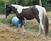 breeding-tennessee-walking-horse