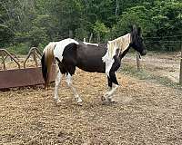 driving-tennessee-walking-horse