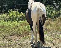 flashy-tennessee-walking-horse