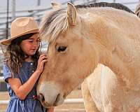 bathes-fjord-horse