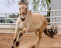 buggy-fjord-horse