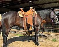 black-gelding-quarter-pony